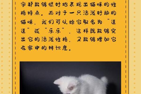 创意男猫名字，帮助你选出最适合的
