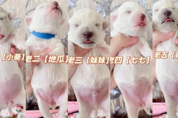 适合公比熊的名字，助你找到完美匹配