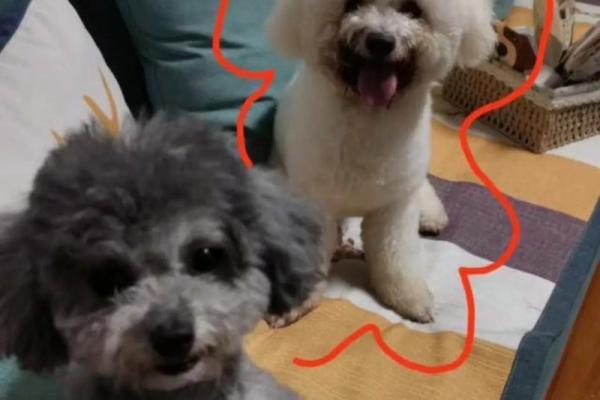 适合公比熊的名字，助你找到完美匹配