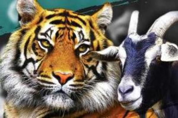 属羊和属虎的婚姻是否幸福 属羊和属虎的婚姻是否幸福