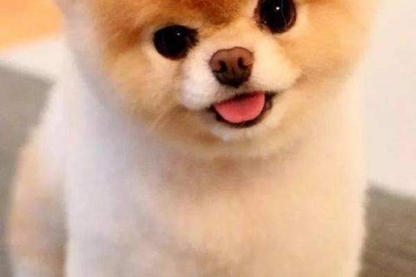 从可爱到霸气，狗狗名字大全