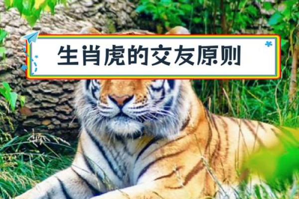 属虎和属龙的情侣能走多远?性格与缘分的碰撞 属虎和属龙的情侣能走多远?性格与缘分的碰撞