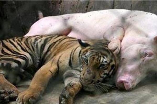 虎与猪能否走到一起的真相 虎与猪能否走到一起的真相