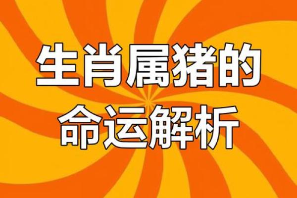 猪年运势如何？运程大揭秘