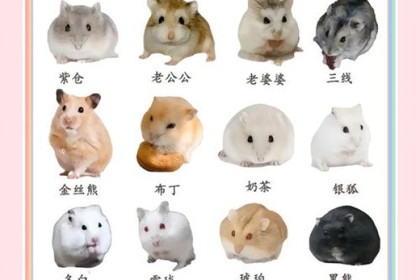适合不同性格老鼠的名字创意大全