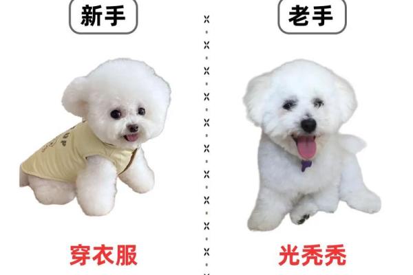 给公比熊起个名字，这些创意灵感不可错过