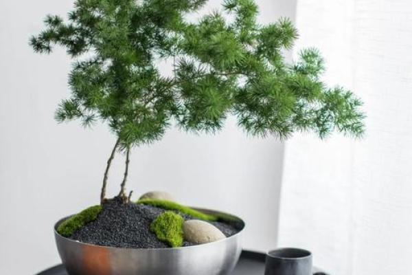 办公室风水必备的五大神奇宝物