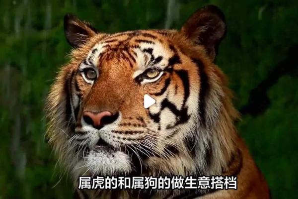虎和鼠的缘分：是否能成为理想搭档？