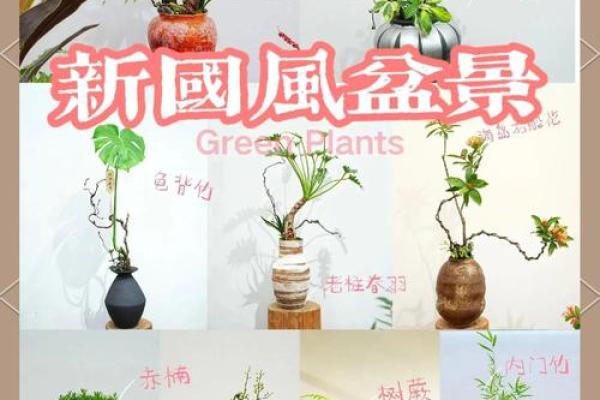打造理想家居环境的风水盆景方案