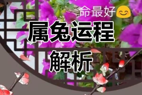 属兔人每月运势大揭秘：吉凶与挑战并存