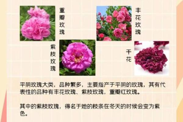 从梅花到玫瑰：不可错过的花卉名称