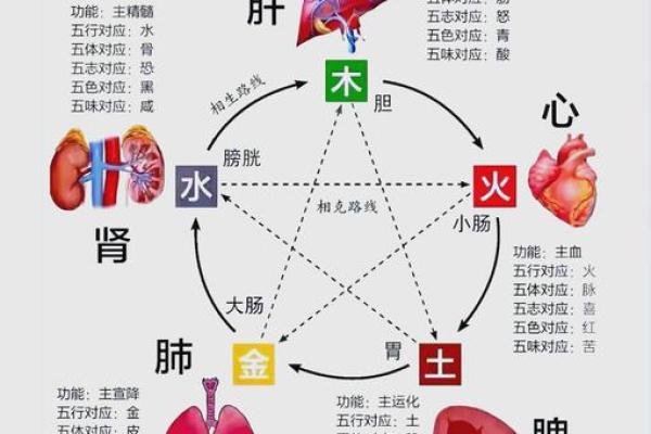 曹五行属什么？揭秘曹五行背后的奥秘