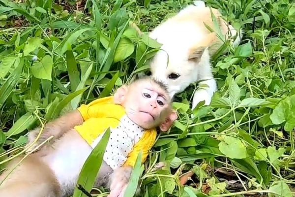 猴子与狗能建立友谊吗？探索它们的相配可能性