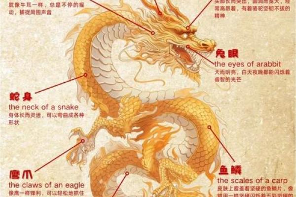 探讨龙与龙配对的象征意义及其影响