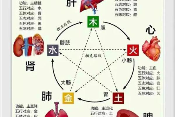 初夏五行理论揭秘，如何用五行养生？