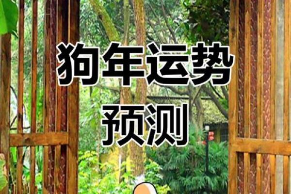 出生的狗一生运势如何