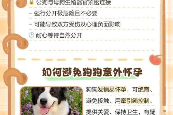 探索狗狗配对的奥秘与科学依据