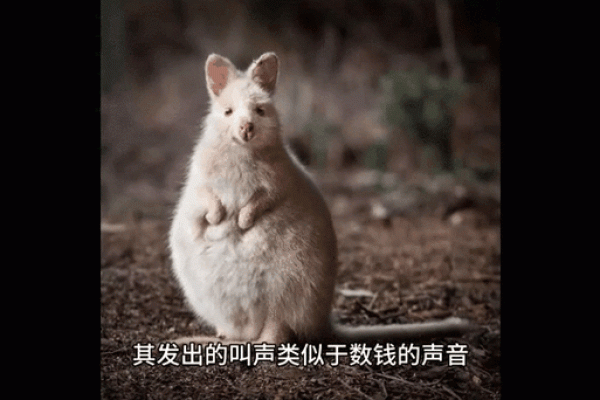 属鼠人如何在本命年突破困境