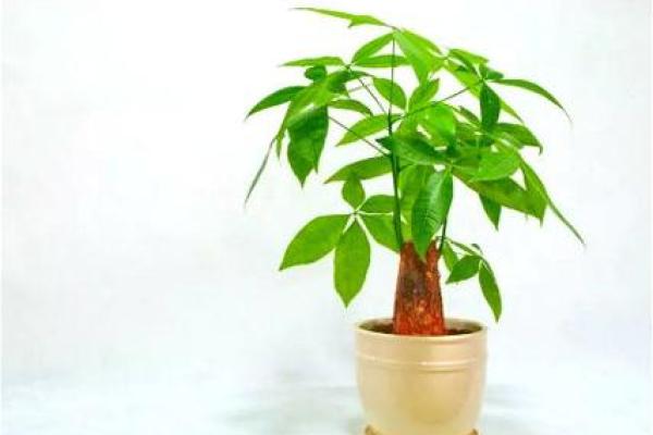 提升家居运势的秘诀 客厅财位风水树的选择与摆放技巧