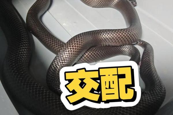 蛇与蛇的相配是否能带来和谐关系