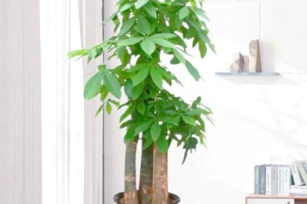 厕所风水植物选择推荐 有助运势的绿色小伙伴