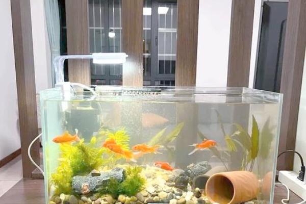 楚雄家居风水鱼缸公司，为你的家增添和谐与好运
