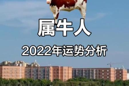 属牛人每月运程全景分析