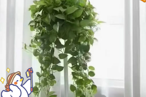 大安区家居风水植物推荐与摆放技巧