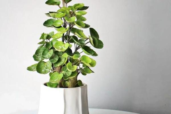 打造招财绿色风水图,开启财富之门 打造招财绿色风水图,开启财富之门