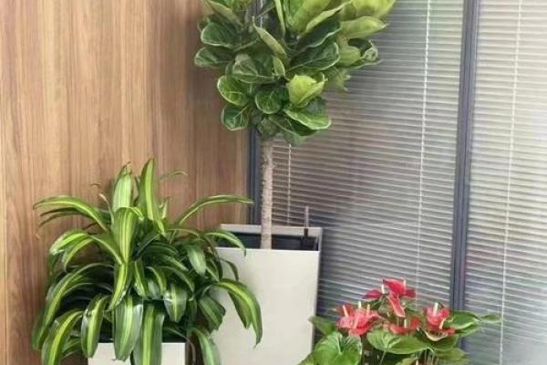 办公室大门见绿植的风水意义与实际效果