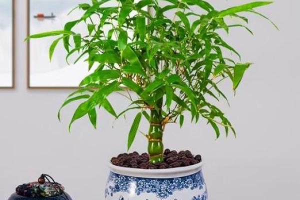 办公室摆放竹子风水禁忌与注意事项解析