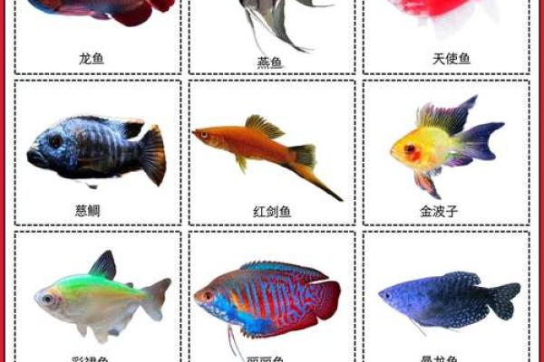 超有趣的鱼名字推荐，让你的宠物与众不同