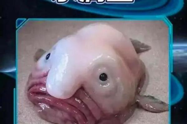 超有趣的鱼名字推荐，让你的宠物与众不同