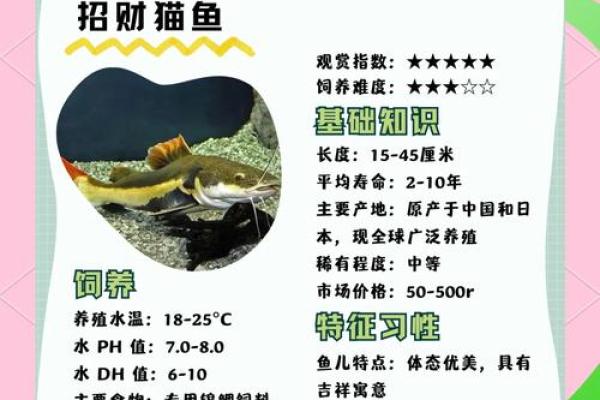提升办公室运势的风水鱼选购秘诀 提升办公室运势的风水鱼选购秘诀