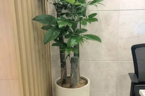 办公室发财树摆放风水常见误区与破解方法 办公室发财树摆放风水常见误区与破解方法