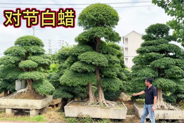 白蜡金命的特点与命运解析