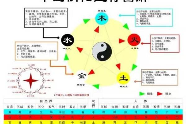 心脏在五行中的独特属性与健康关系解析