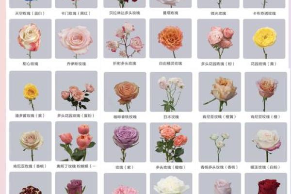 从玫瑰到百合：全球花朵名字的多样性与象征意义