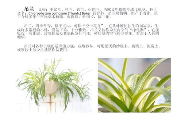 吊兰在家居风水中的作用与摆放技巧全解析