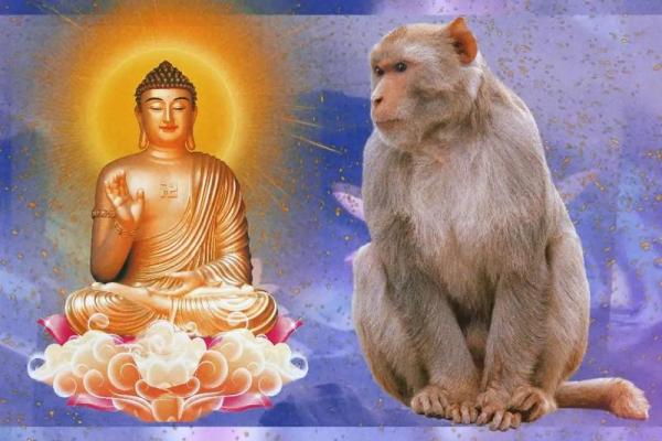 属猴与属猴的关系深度解析