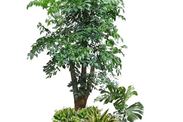 办公室风水必备:大绿植的摆放技巧与影响 办公室风水必备:大绿植的摆放技巧与影响