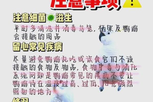 家里养的鸟死了对风水的影响及化解方法