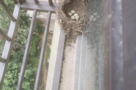 家里养的鸟死了对风水的影响及化解方法