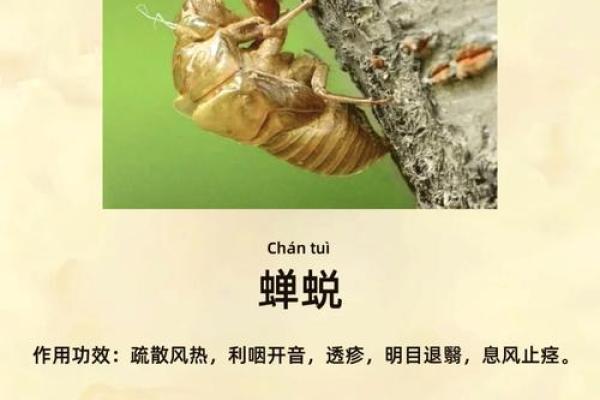 蝉的五行属性揭秘：与自然元素的神秘联系分析