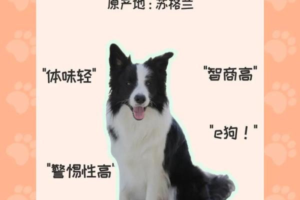 边牧犬的名字与性格特点的关联 边牧犬的名字与性格特点的关联