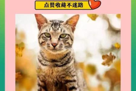 霸气十足的猫咪名字推荐 让你的猫成为家中的王者