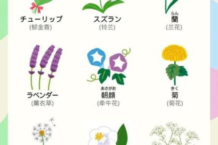 美丽与寓意兼具的日语名字精选