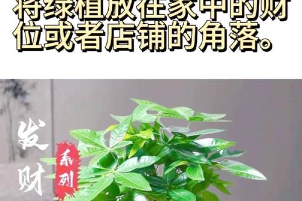 打造旺财风水环境提升运势与驱邪避祸 打造旺财风水环境提升运势与驱邪避祸