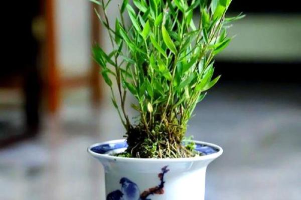 为何养竹子能为家庭带来好运与财运