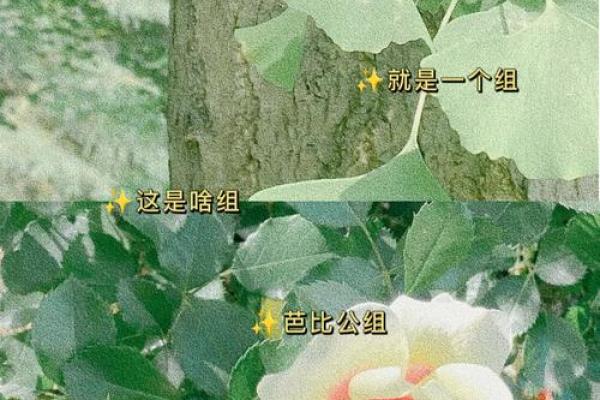 创意十足的家庭群名字,让你的社群更有特色 创意十足的家庭群名字,让你的社群更有特色